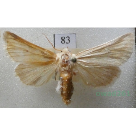 Oria musculosa (Hübner, 1808) Czech83